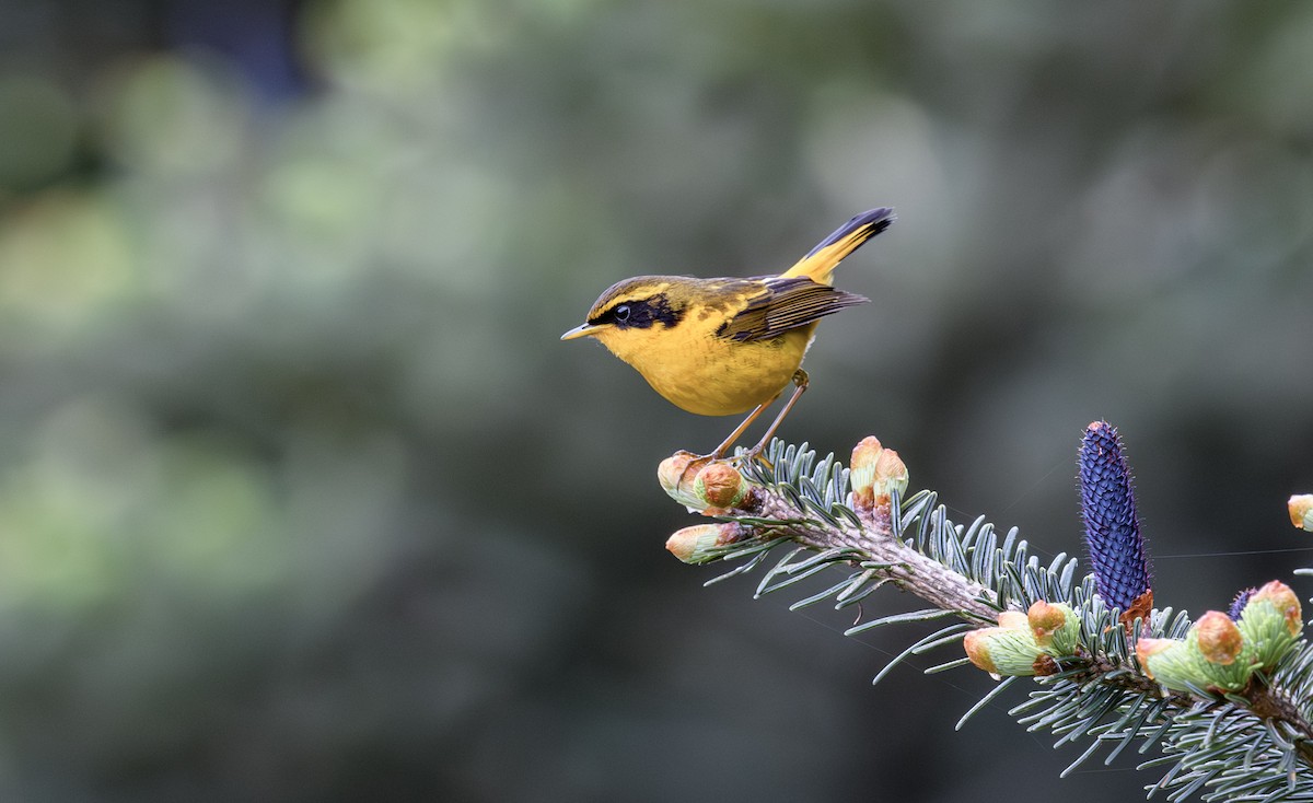 Golden Bush-Robin - ML641498303