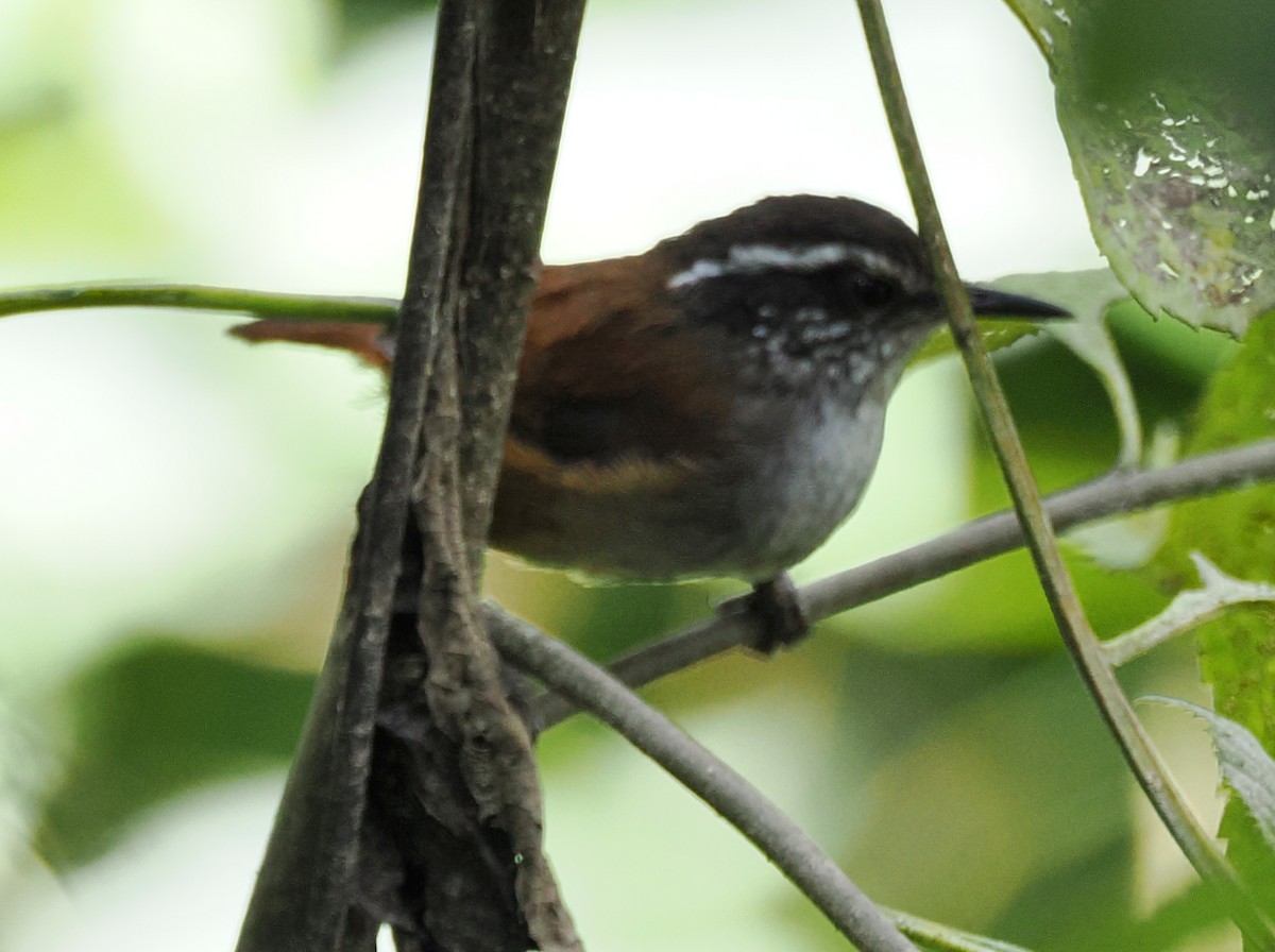Gray-breasted Wood-Wren - ML641498322
