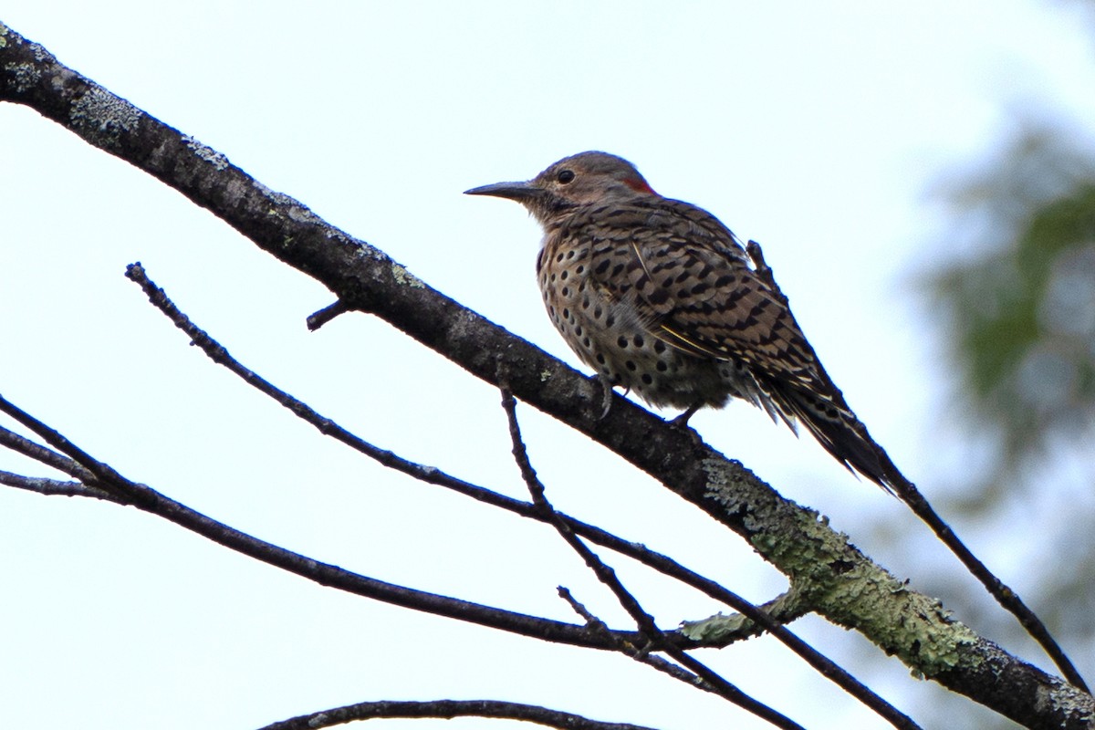 Northern Flicker (Yellow-shafted) - ML641498339