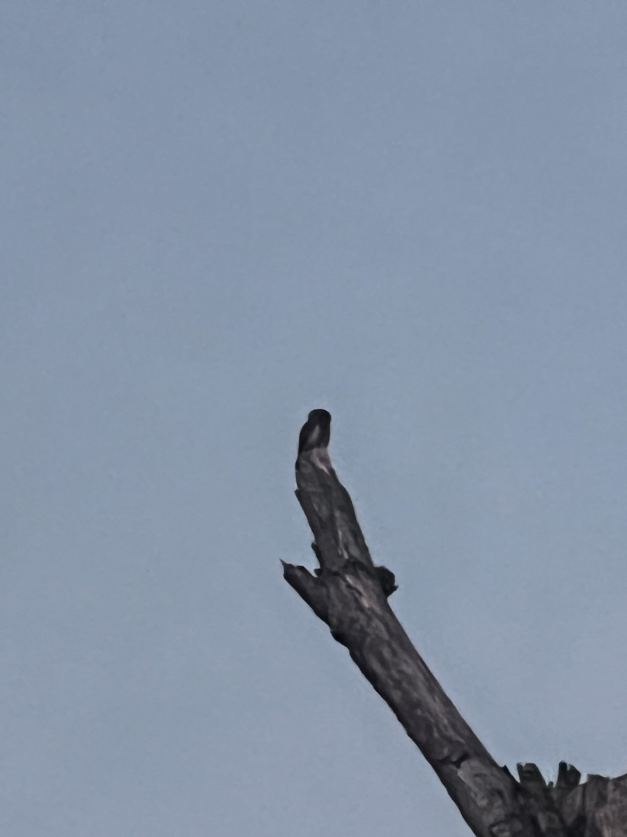 Eurasian Pygmy-Owl - ML641498350