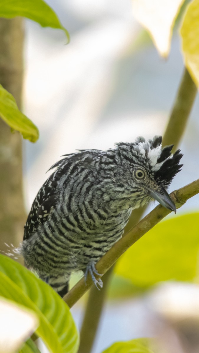Barred Antshrike - ML641498394
