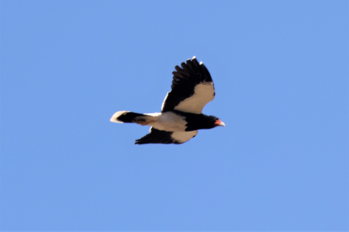 Mountain Caracara - ML641498395