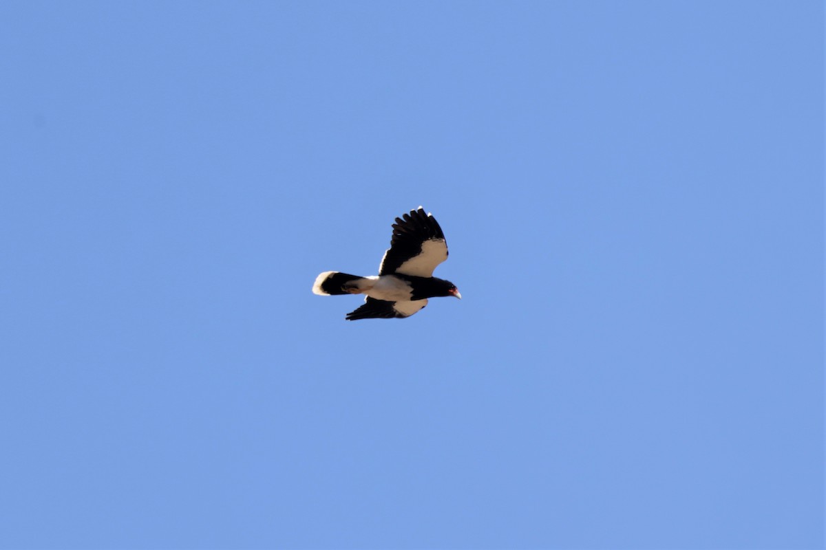 Mountain Caracara - ML641498396