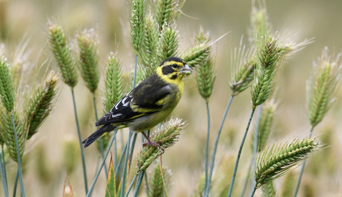 Yellow-breasted Greenfinch - ML641498404