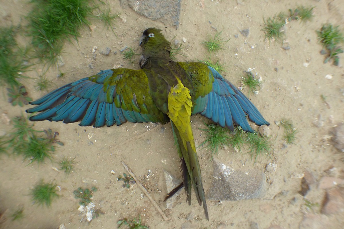 Patagonya Papağanı - ML64149841
