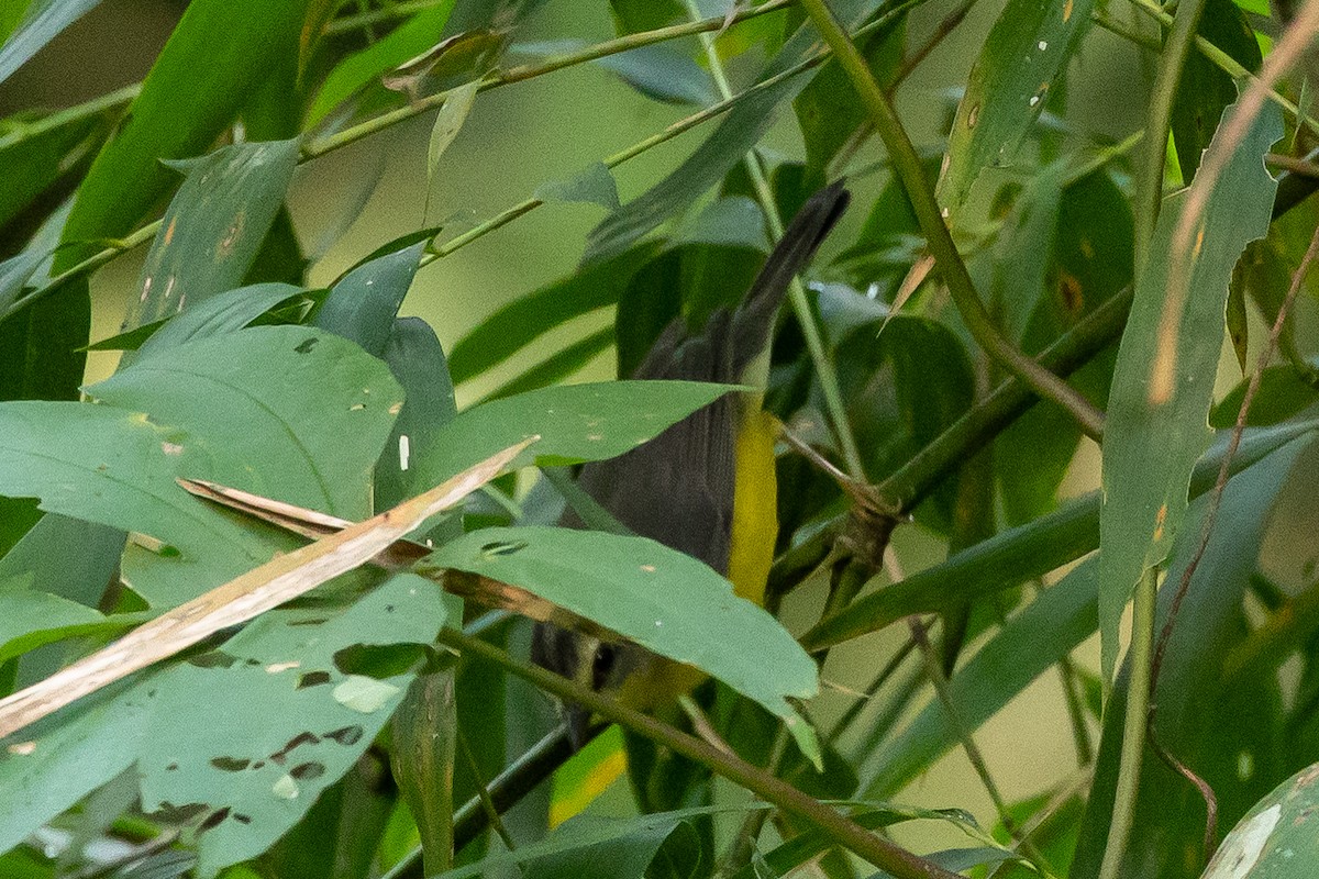 Golden-crowned Warbler - ML641498411