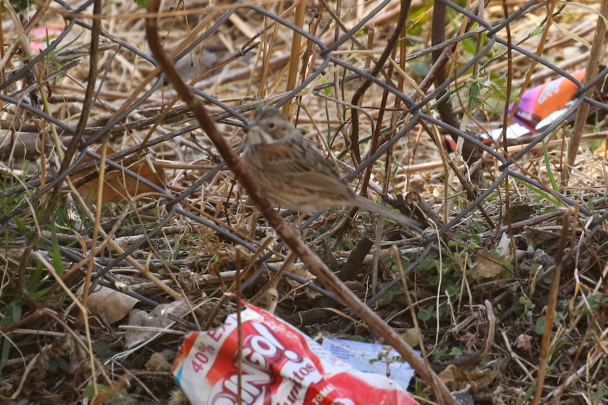 גיבתון חום-לחי - ML641498416