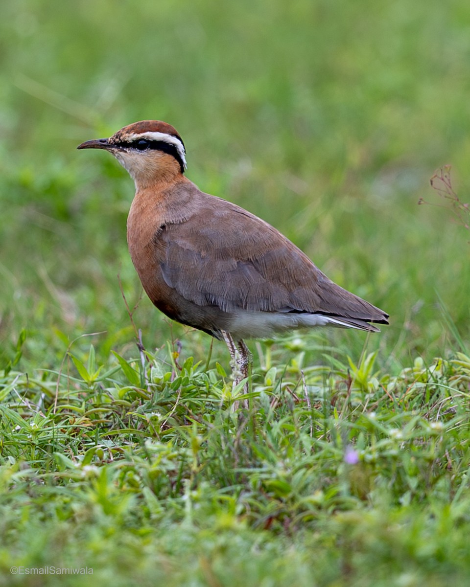 Indian Courser - ML641498418