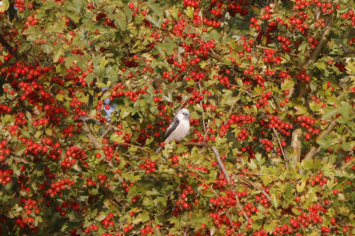 Long-tailed Tit - ML641498450