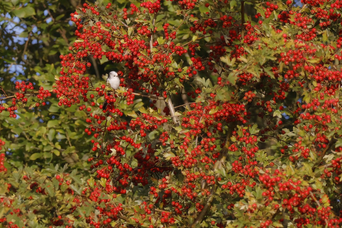 Long-tailed Tit - ML641498454