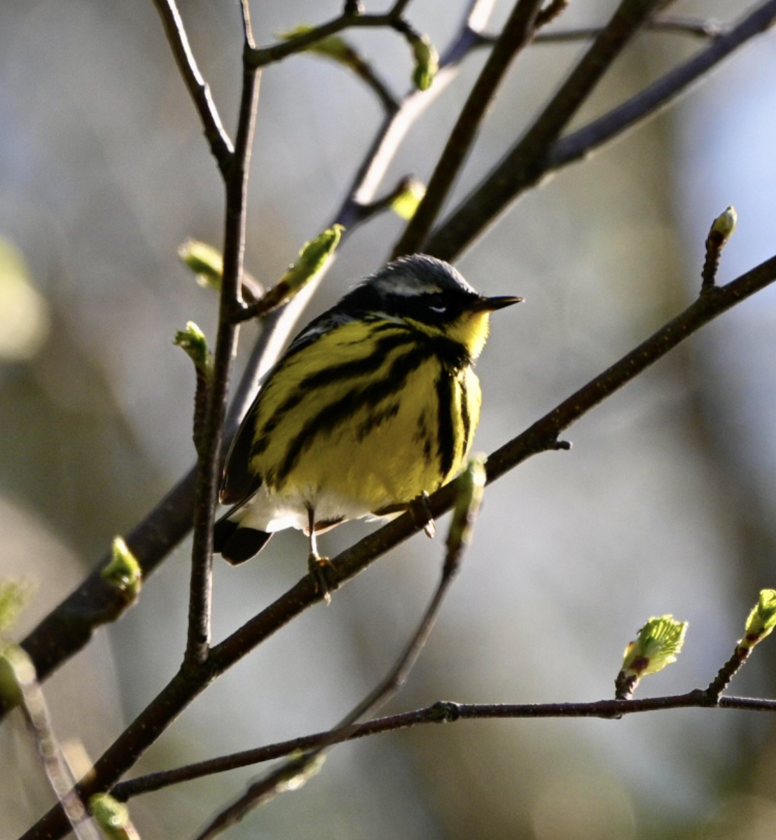 Magnolia Warbler - ML641498466