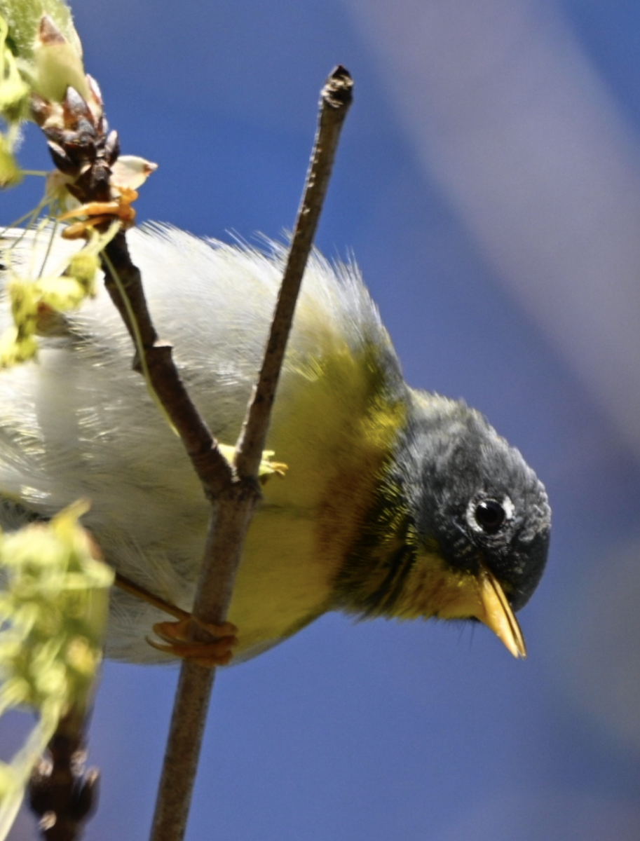 Northern Parula - ML641498474