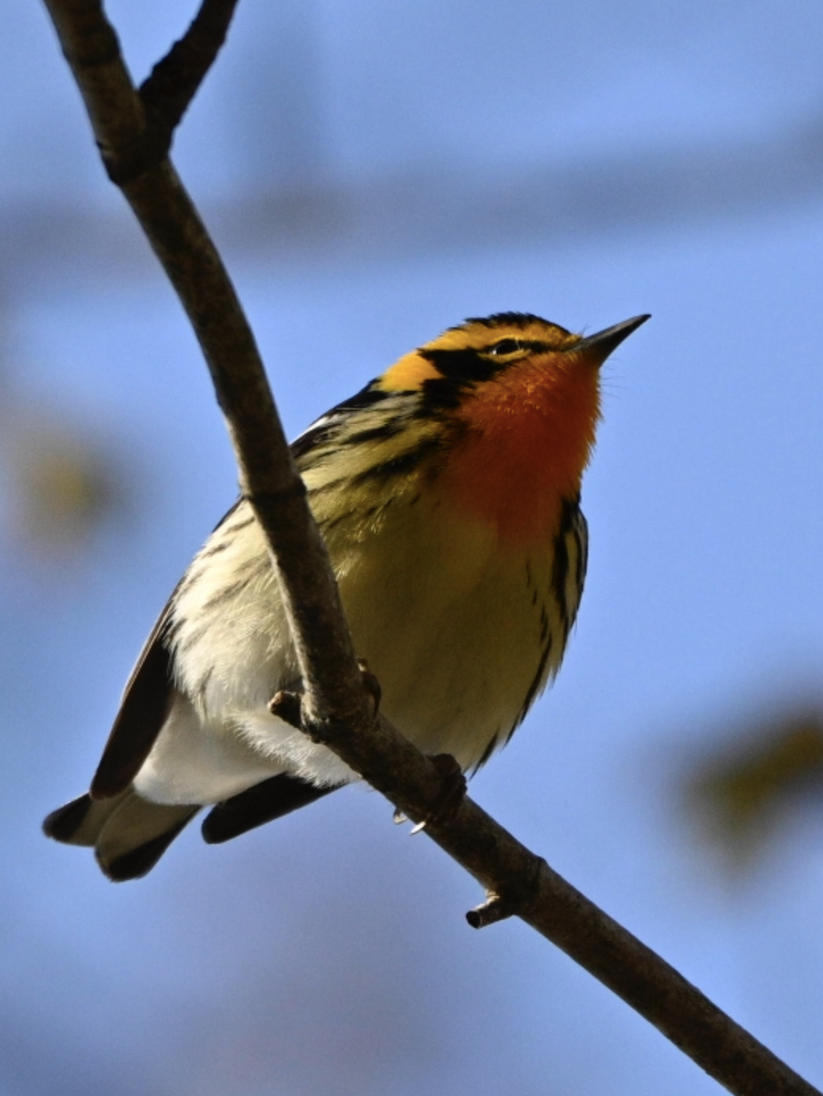 Blackburnian Warbler - ML641498479