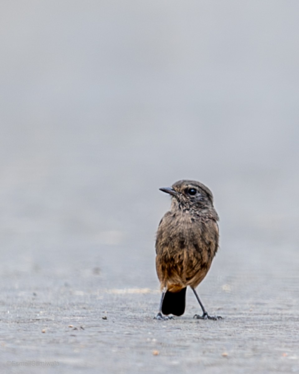 Pied Bushchat - ML641498481