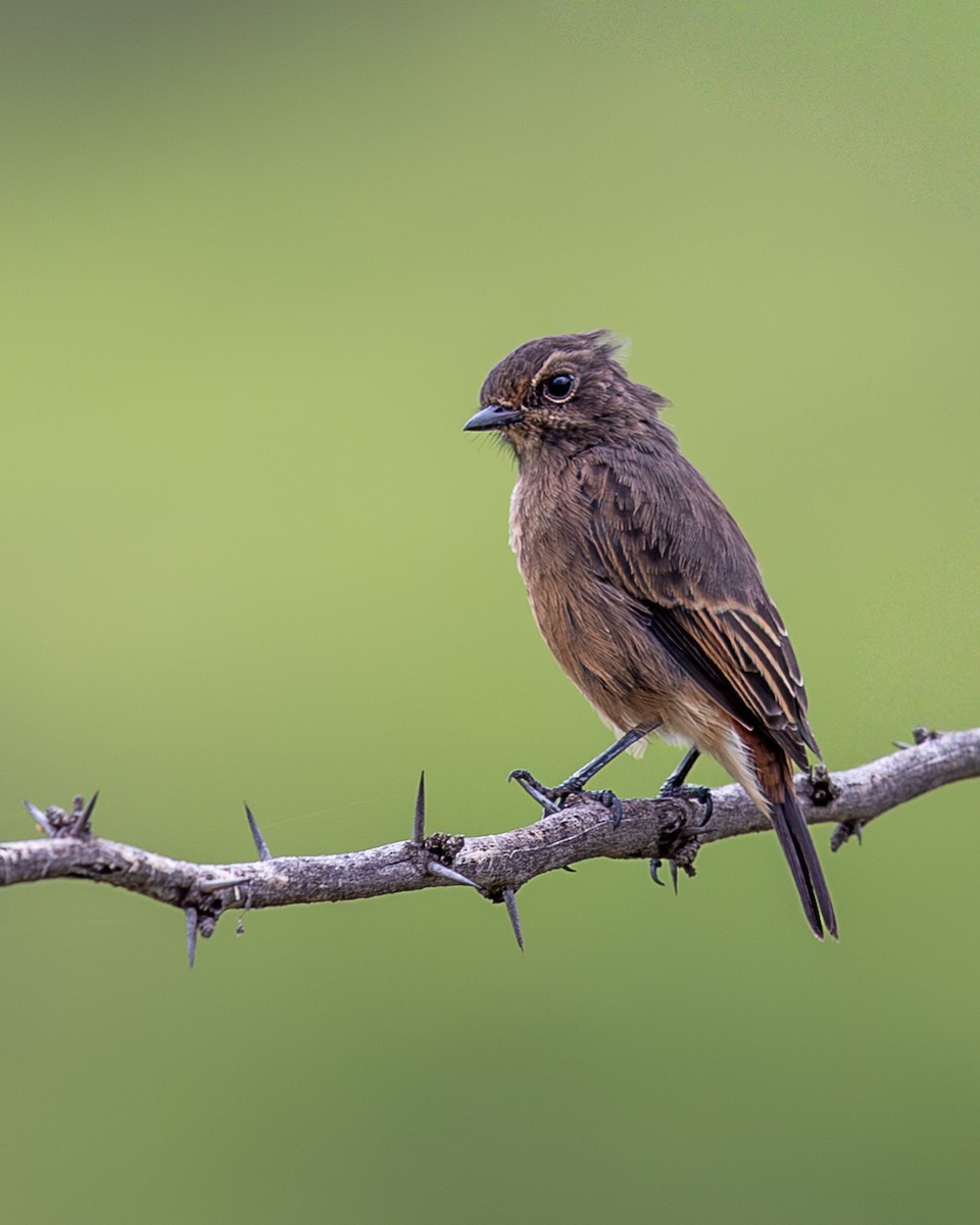 Pied Bushchat - ML641498482
