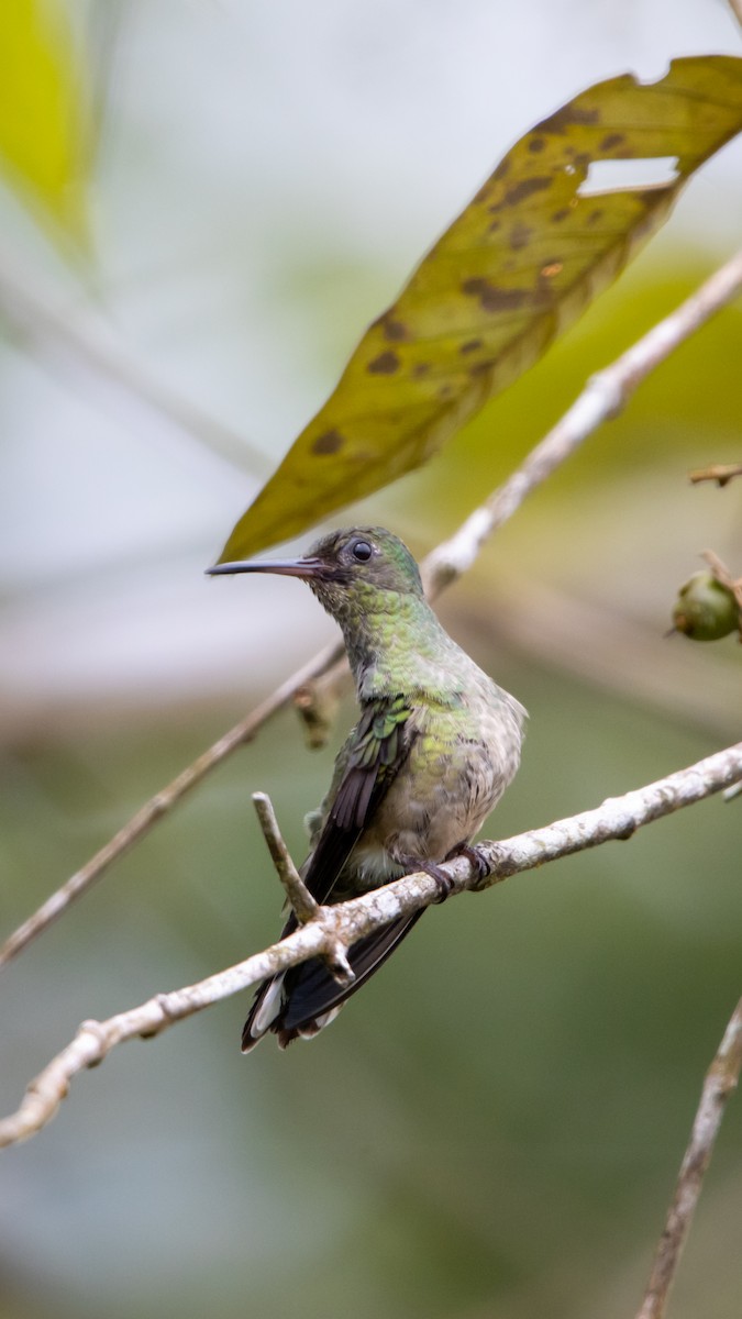 Scaly-breasted Hummingbird - ML641498487