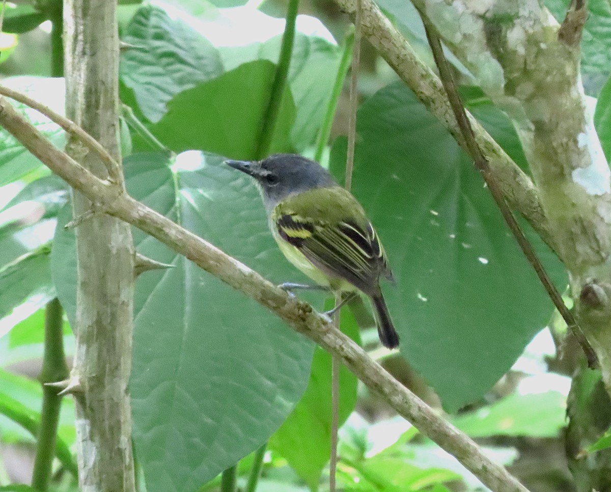 Slate-headed Tody-Flycatcher - ML641498489