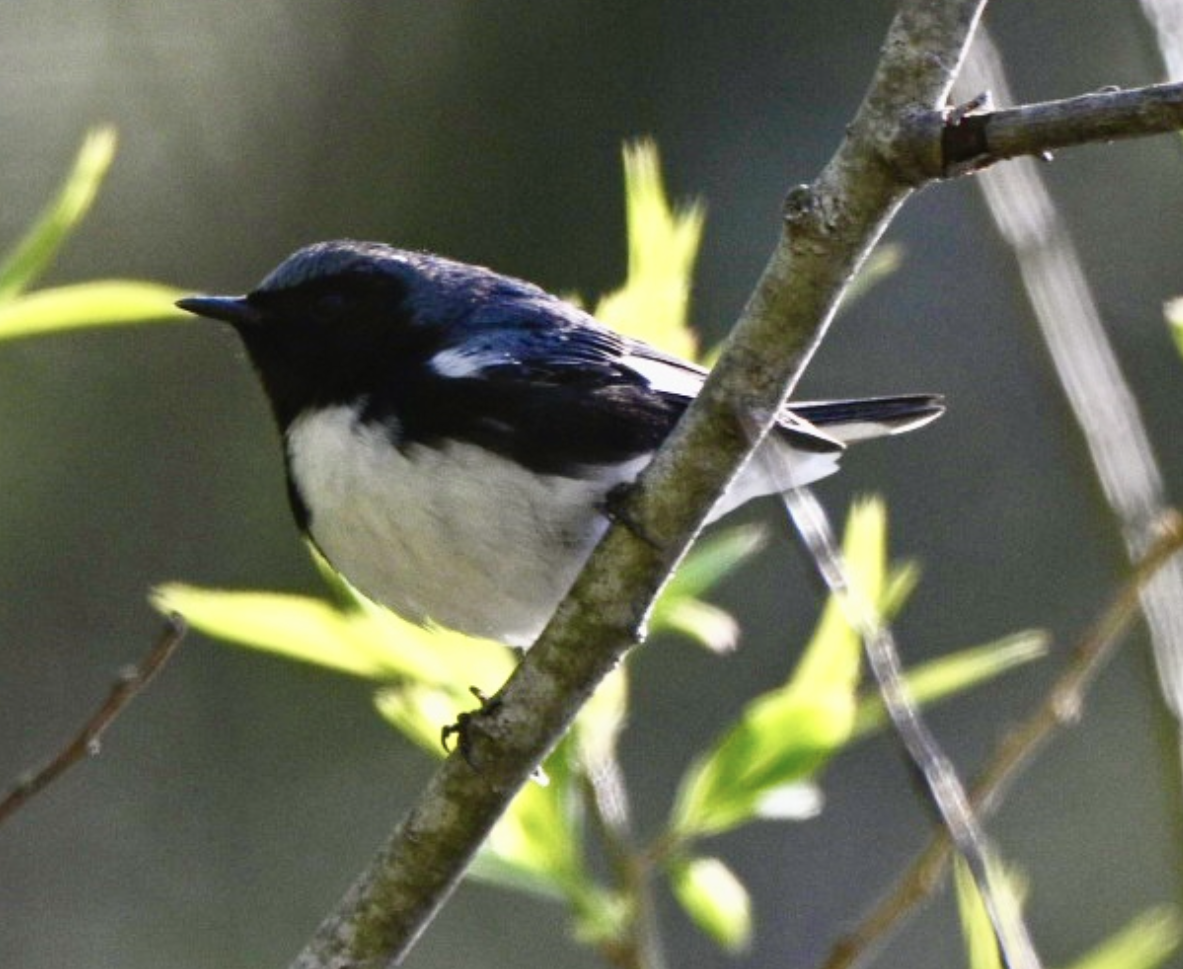 Black-throated Blue Warbler - ML641498490