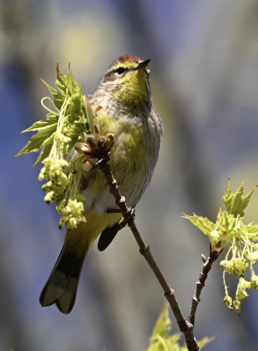 Palm Warbler - ML641498498