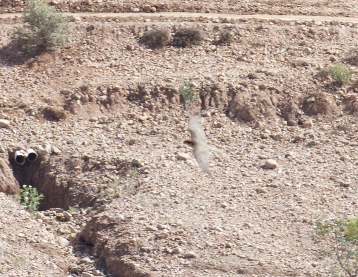 Lanner Falcon - ML641498499