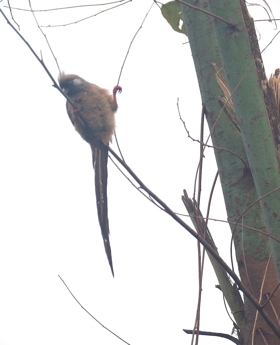 Speckled Mousebird - ML641498507