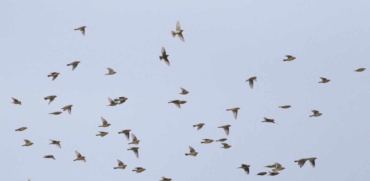 Bobolink - ML641498511