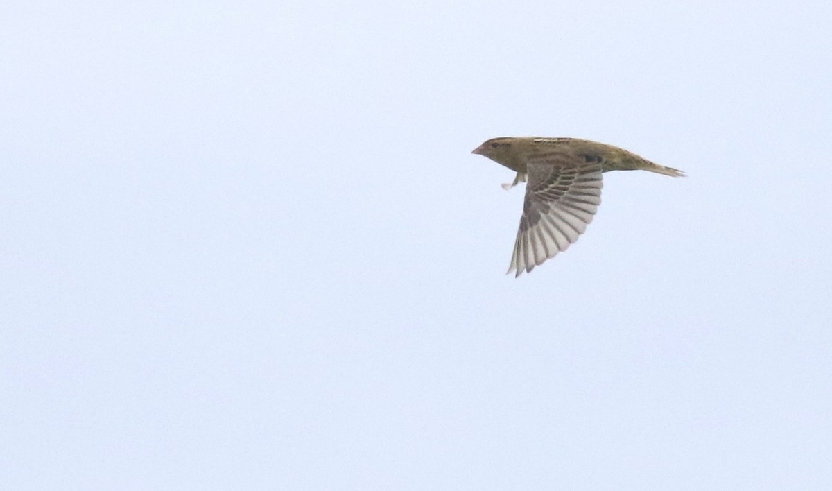 Bobolink - ML641498513