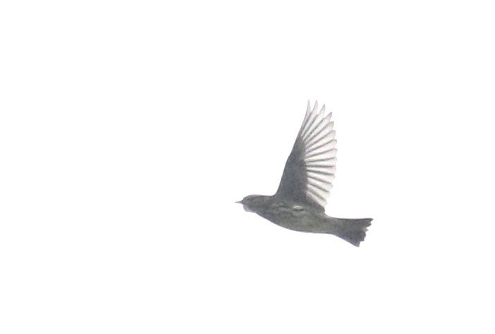 Northern Waterthrush - ML641498514