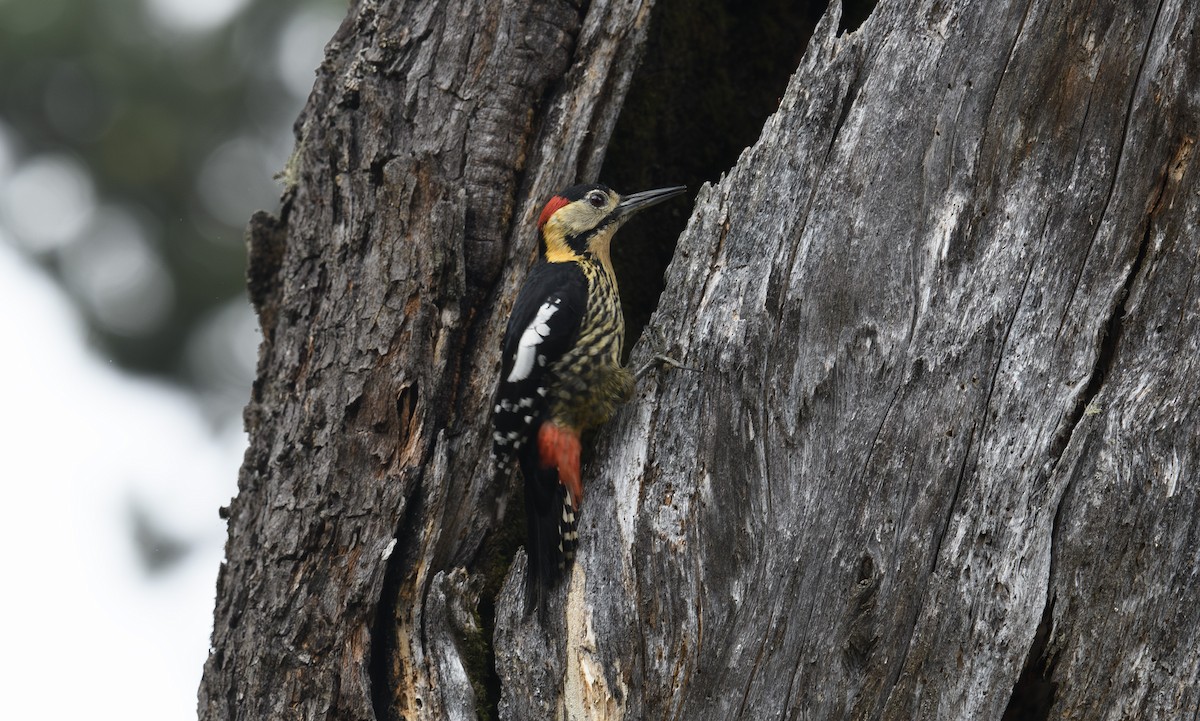 Darjeeling Woodpecker - ML641498515