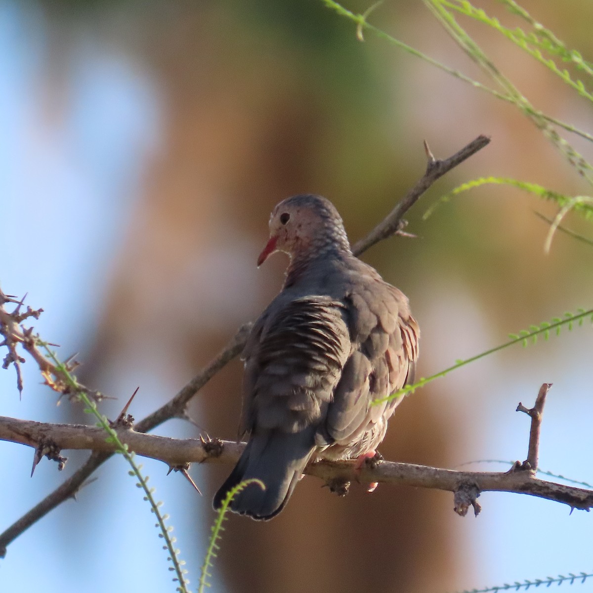 Common Ground Dove - ML641498517