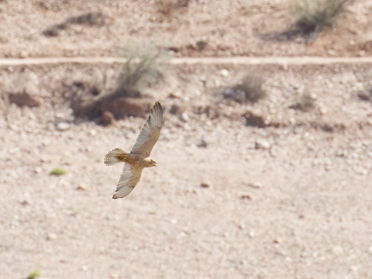 Lanner Falcon - ML641498521