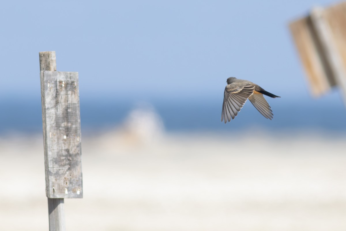 Say's Phoebe - ML641498548