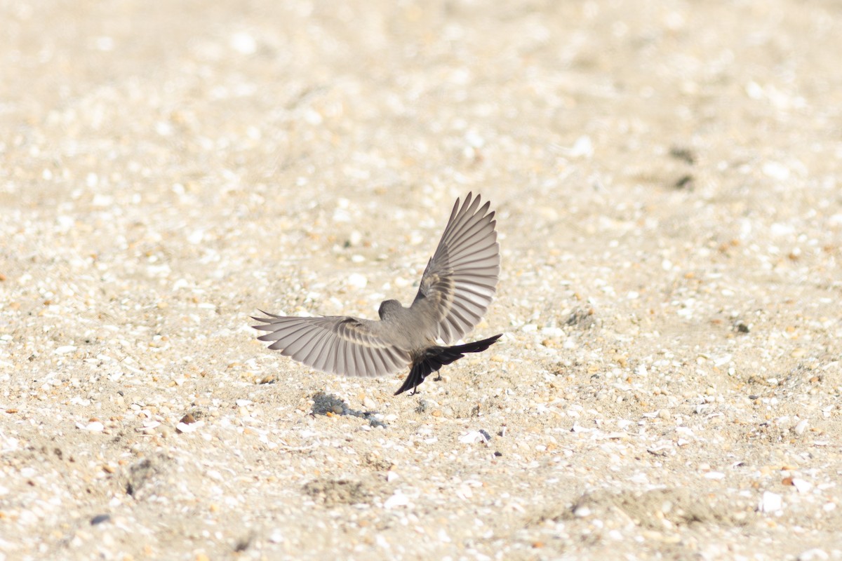 Say's Phoebe - ML641498549