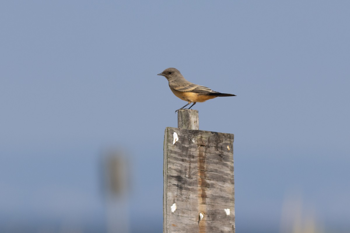 Say's Phoebe - ML641498551
