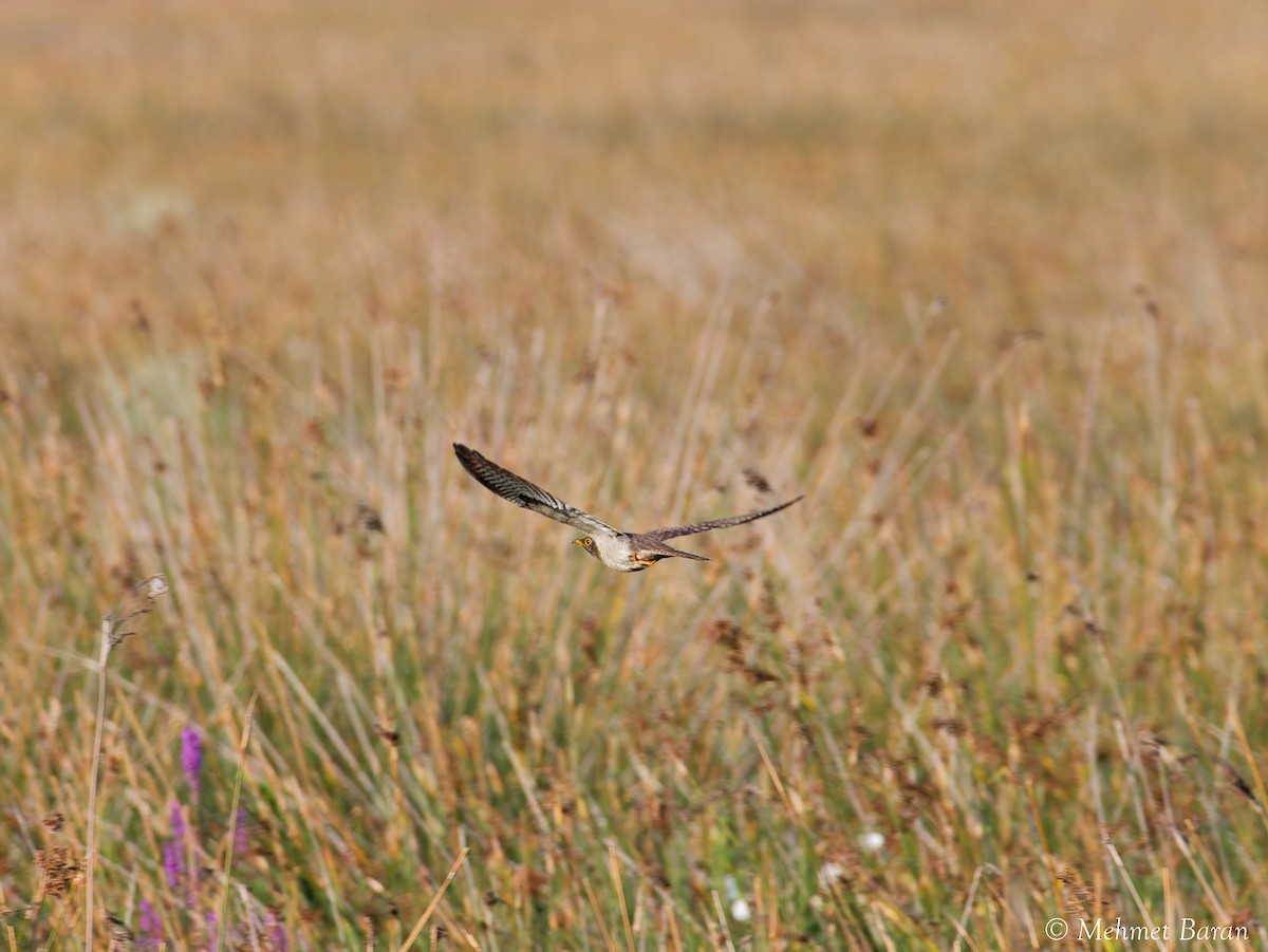 Common Cuckoo - ML641498554