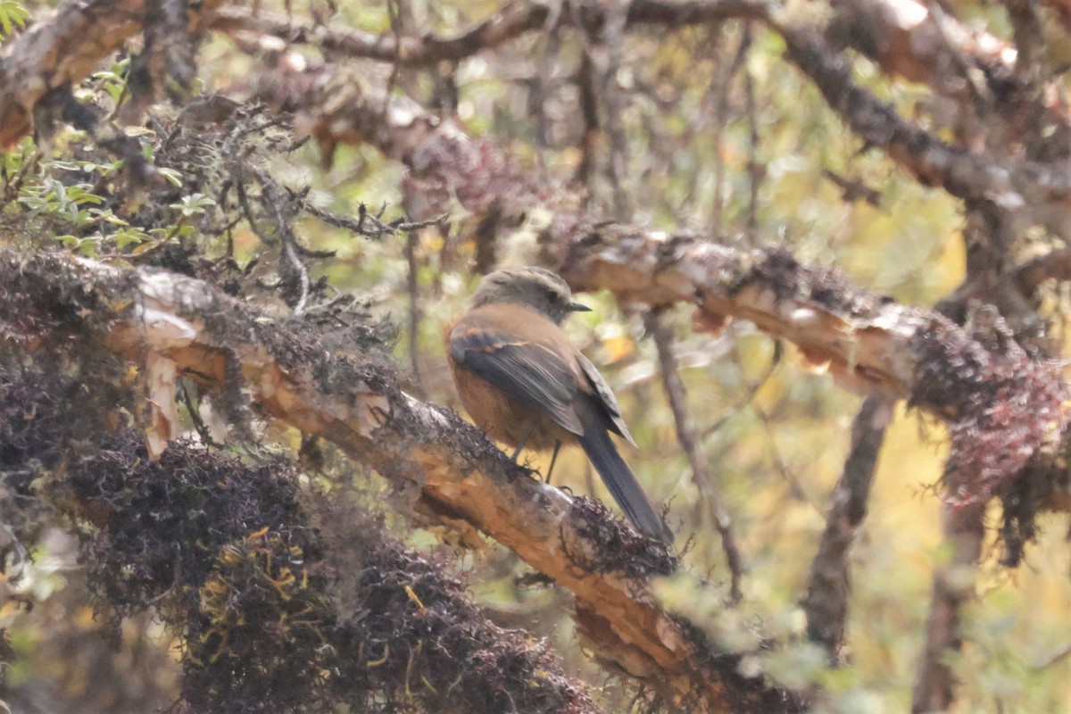 Brown-backed Chat-Tyrant - ML641498561
