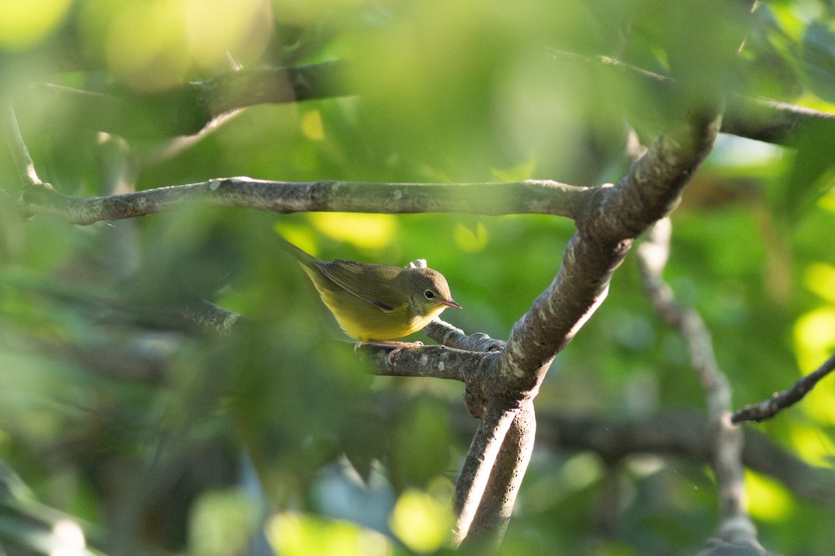 Mourning Warbler - ML641498568