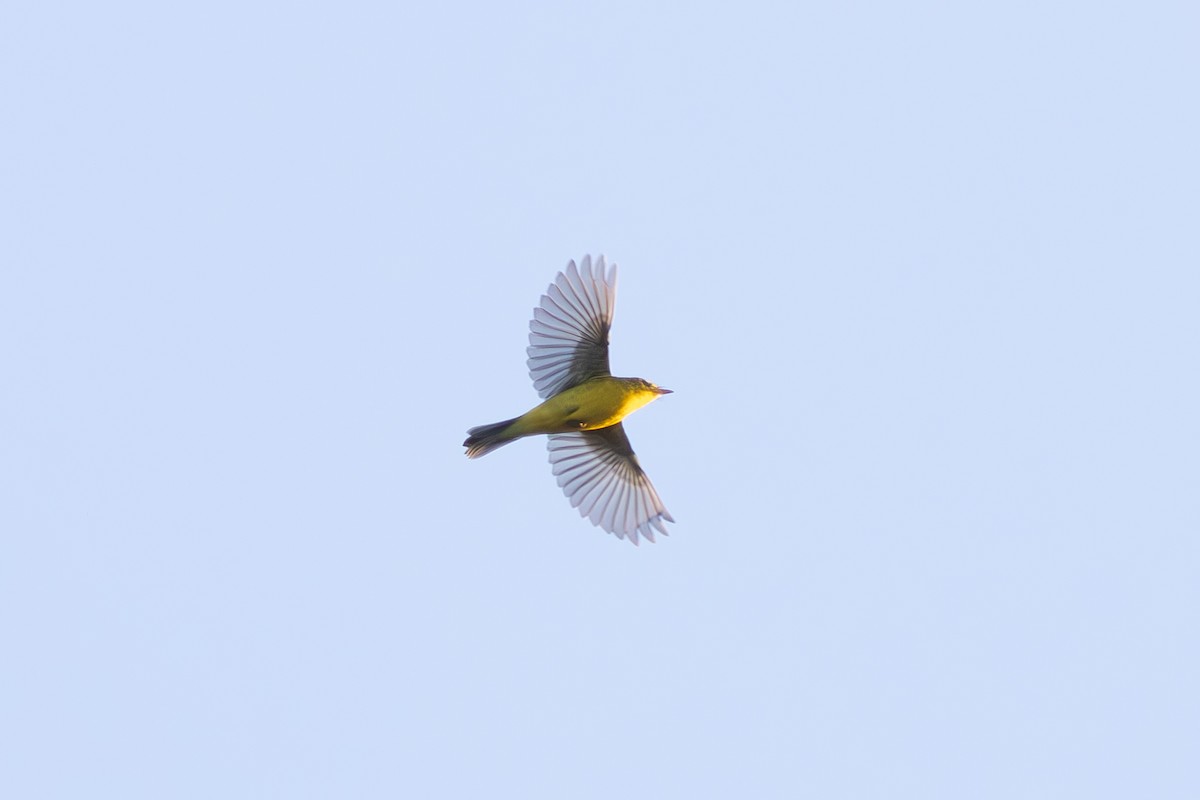 Wilson's Warbler - ML641498579