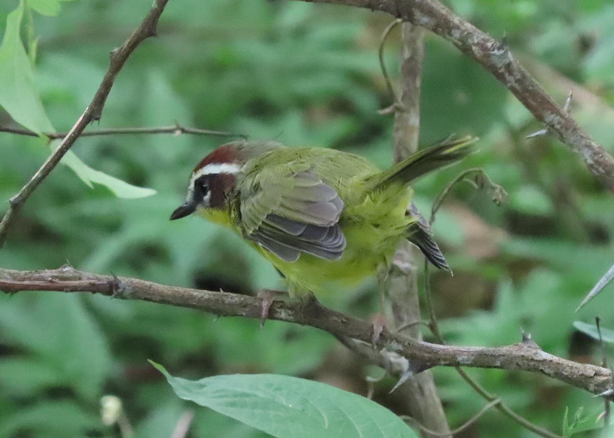 Chestnut-capped Warbler - ML641498584