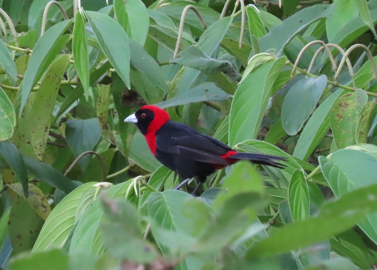 Crimson-collared Tanager - ML641498592