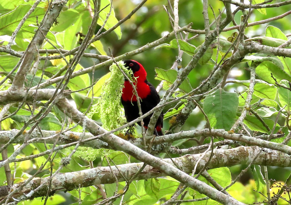 Crimson-collared Tanager - ML641498593