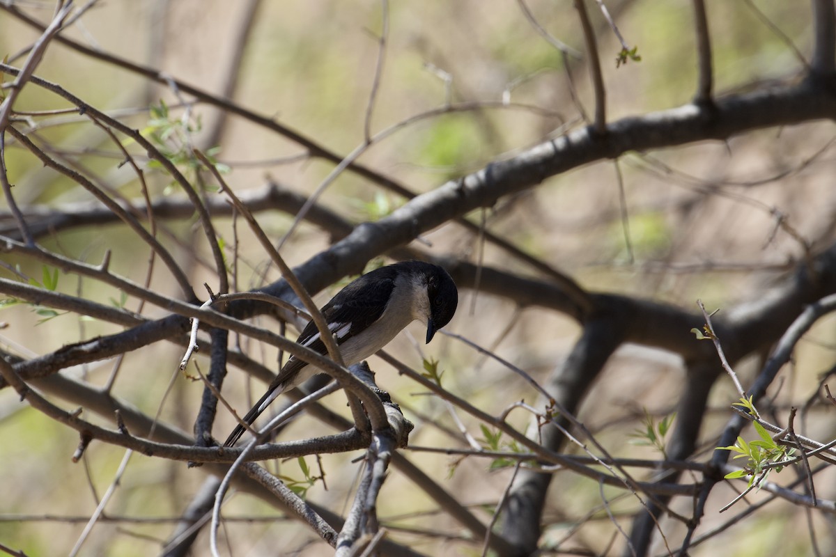 Fiscal Flycatcher - ML641498594