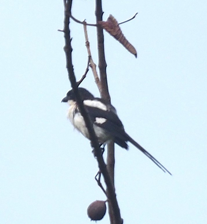 Northern Fiscal - ML641498647