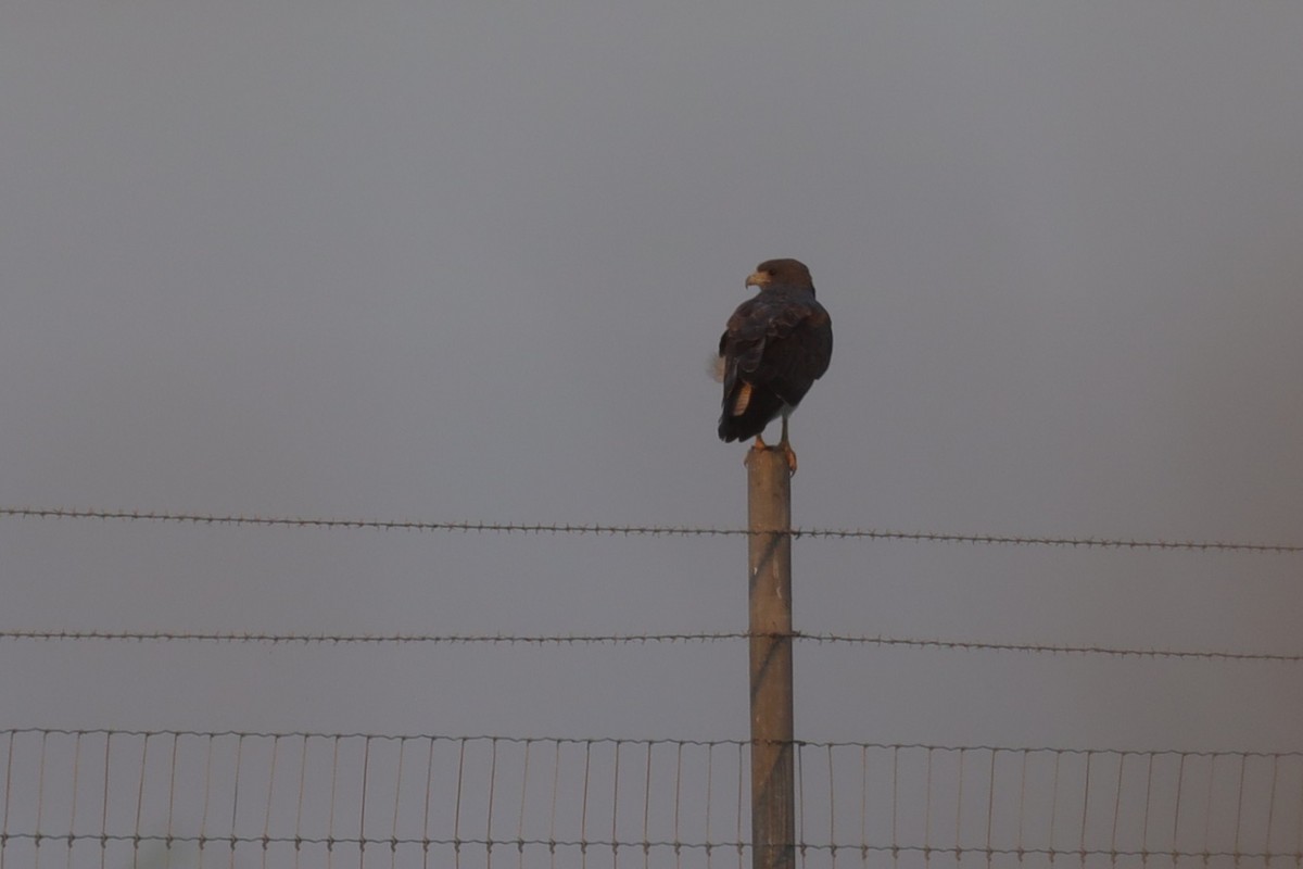 White-tailed Hawk - ML641498658