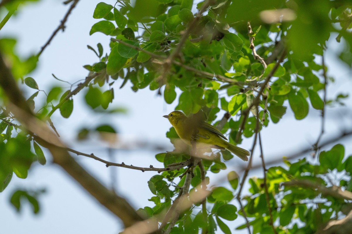 Golden Vireo - ML641498661