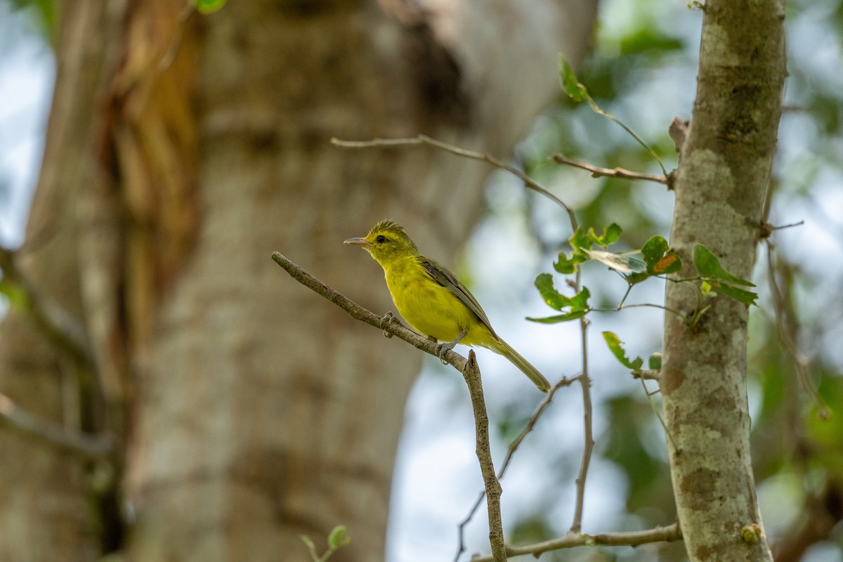 Golden Vireo - ML641498662