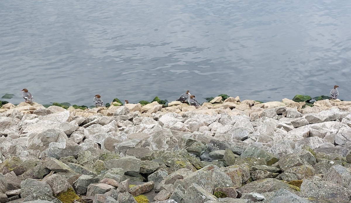 Common Merganser - ML641498672