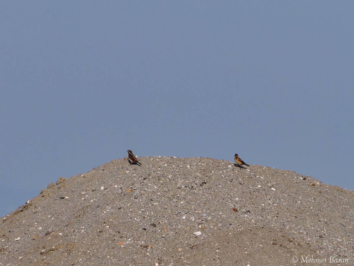 Reed Bunting - ML641498695