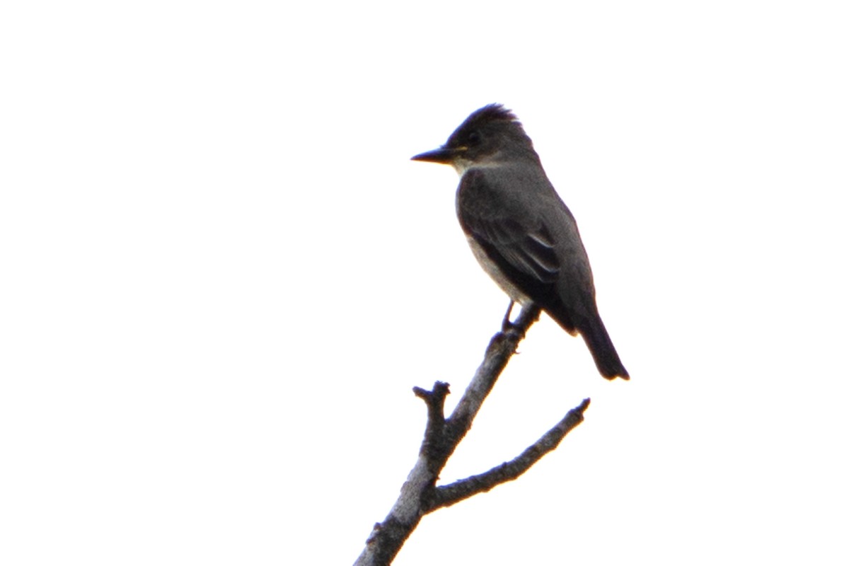 Olive-sided Flycatcher - ML641498696