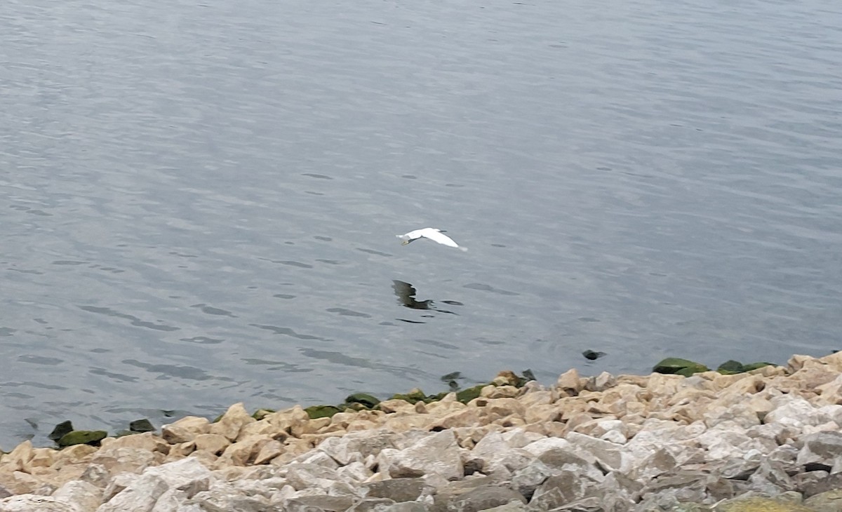 Little Egret - ML641498737